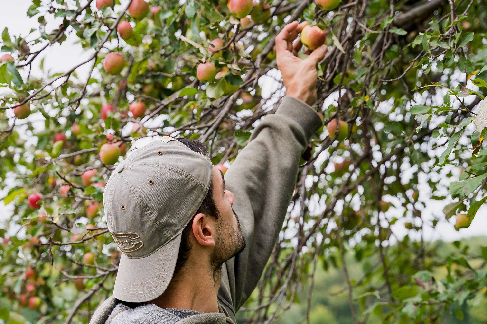 A young man is reaching up with his left hand to pluck a ripe apple off of an apple tree.
