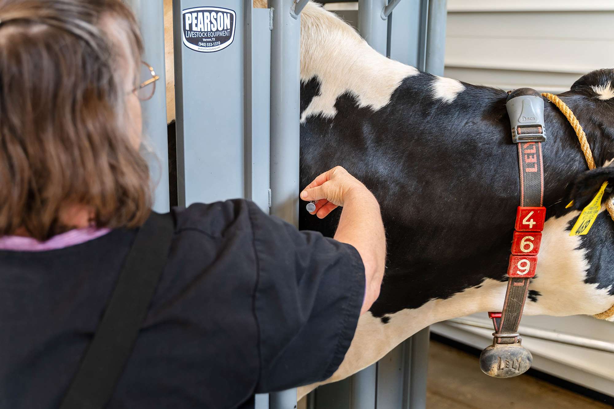 A Veterinary Technician is giving a cow a vaccine shot.