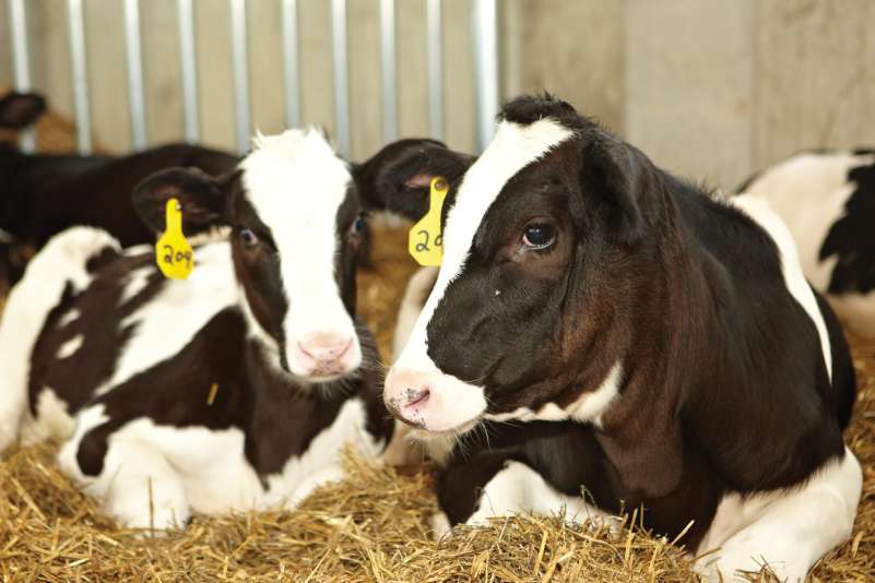 Two cows laying in the barn.