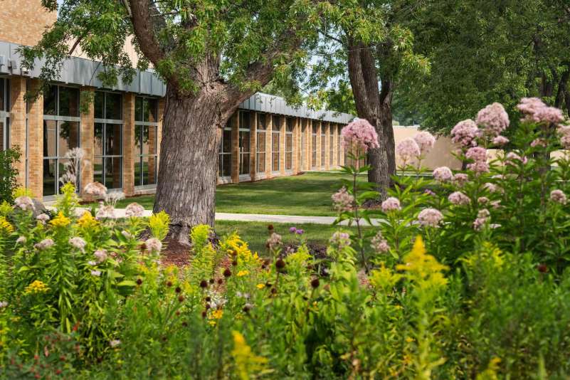 The courtyard features a wildflower and native plant garden. Goldenrod, coneflowers, and more are visible in the foreground, with the courtyard and main Wausau campus building behind. 