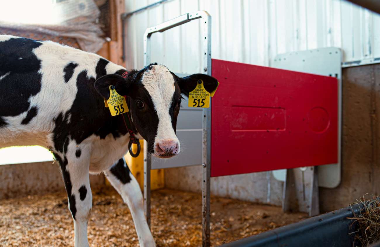 A cow calf stares into the camera while standing near an automatic feeder station.