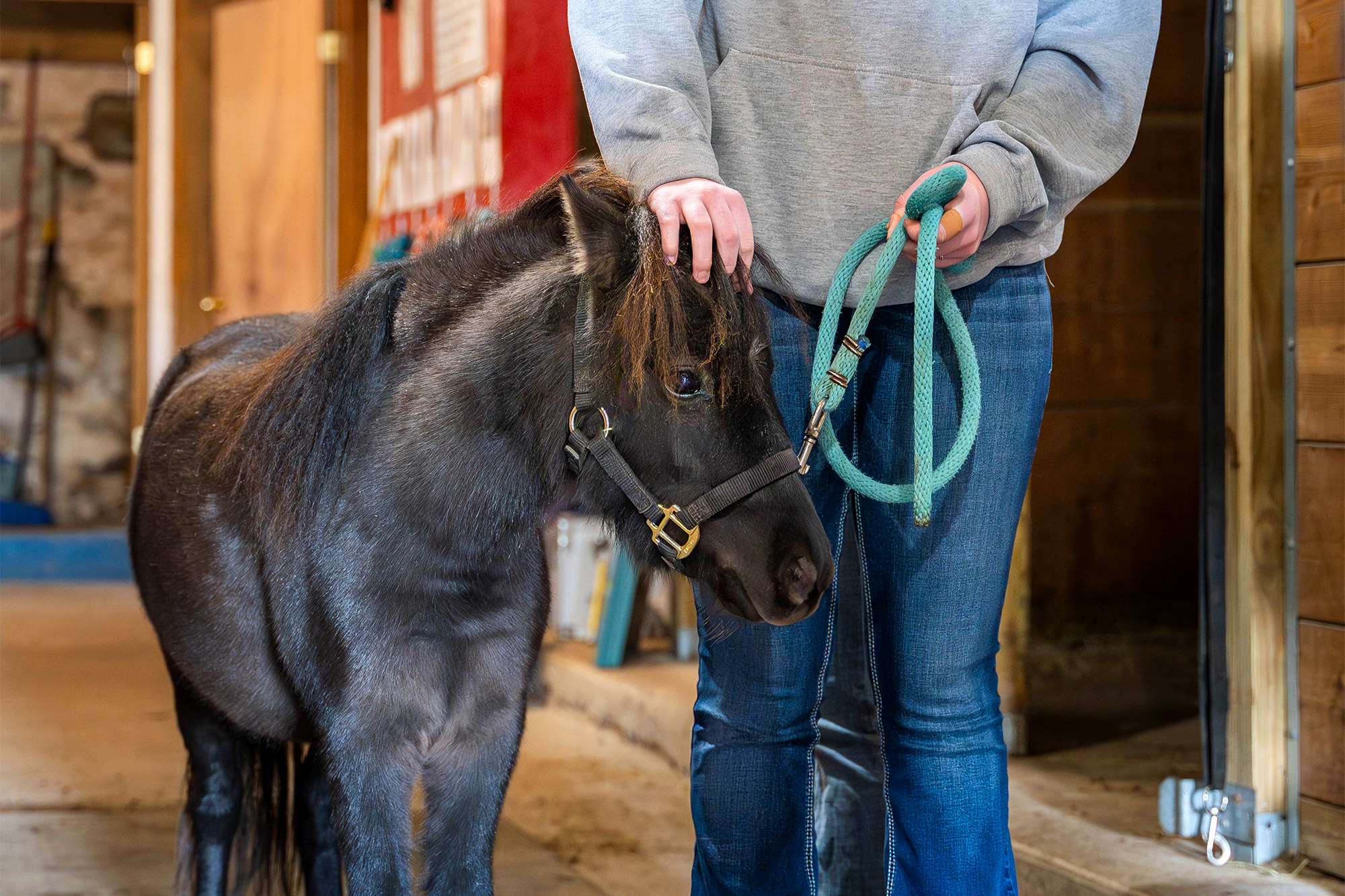 A Veterinary Technician is walking next to a black horse with her hand on the horse's head.