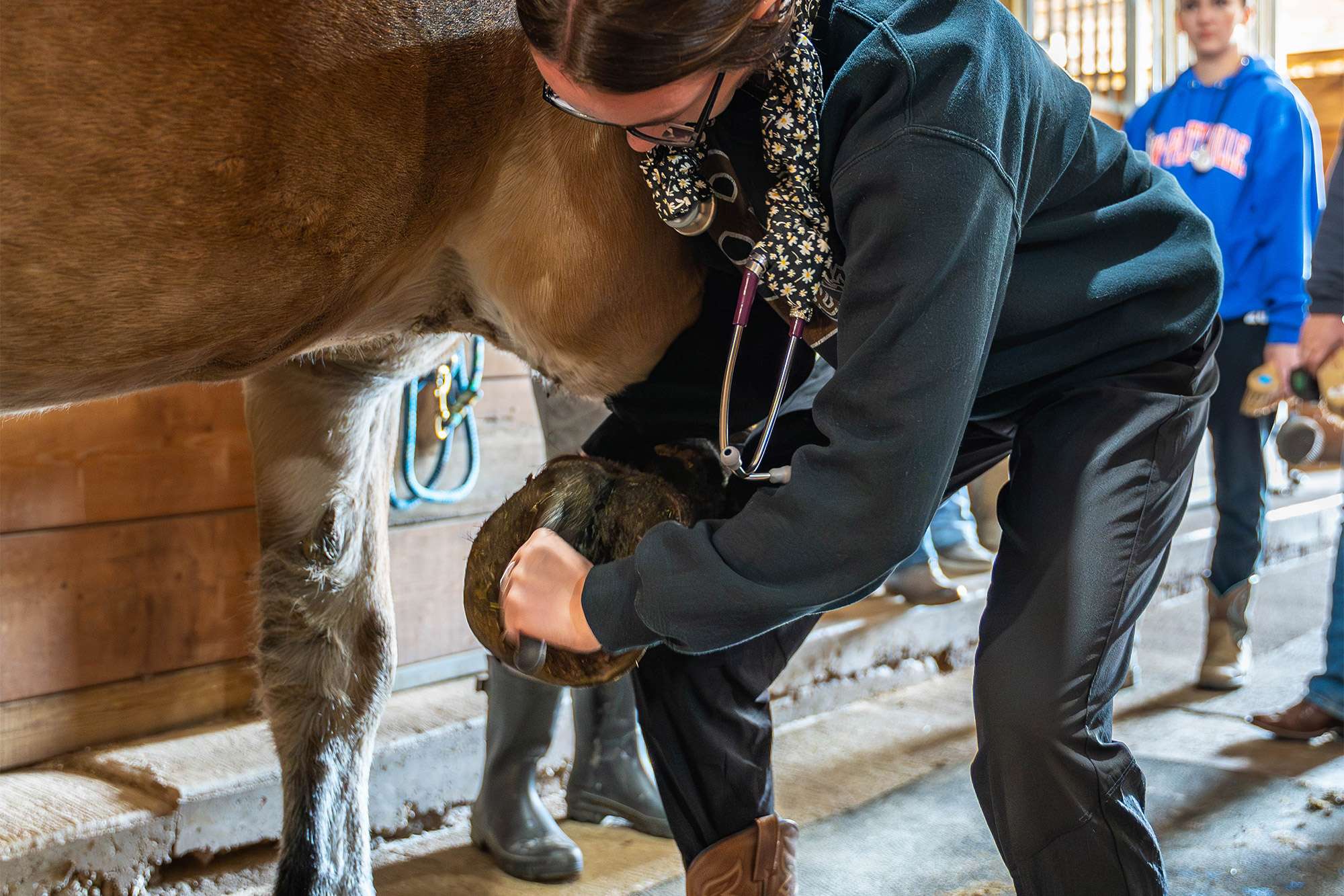 A Veterinary Technician holds a horses right leg up in the air and cleans the hoof of the horse.